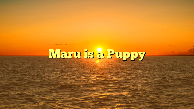 Maru is a Puppy